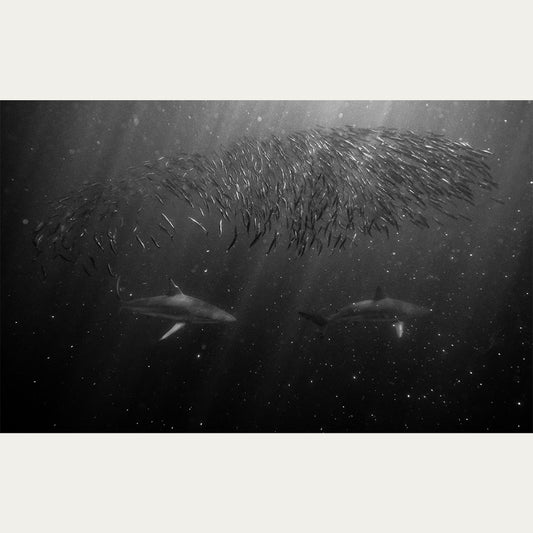 Dusky Sharks underwater print