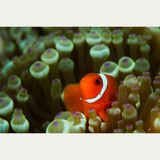 Clownfish Close Up