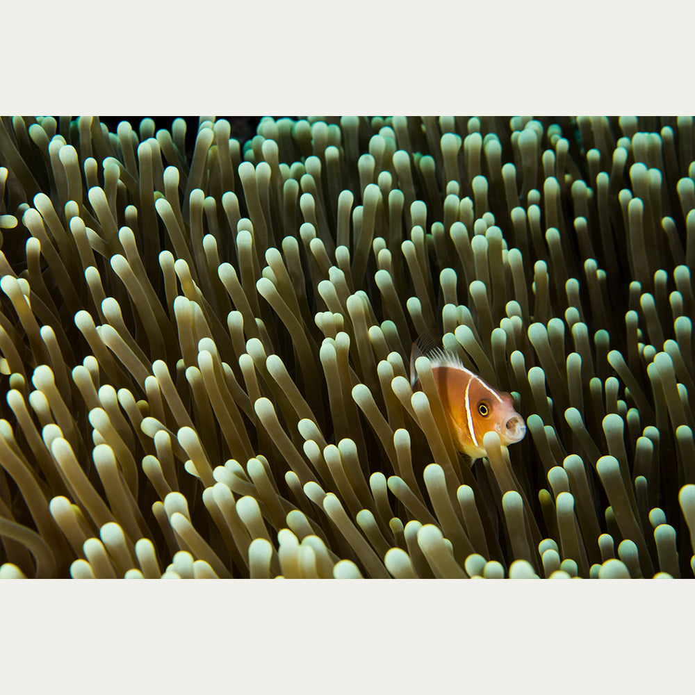 Clownfish in Anemone