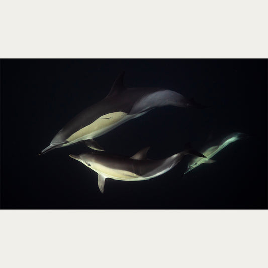 Common dolphins underwater print