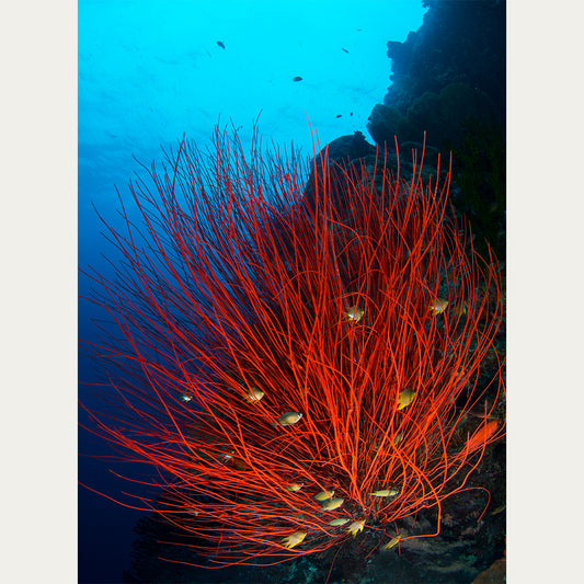 Coral Triangle Red underwater print