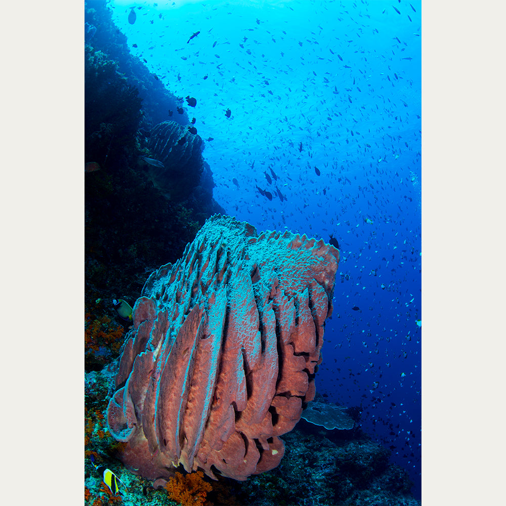 Barrel Sponge