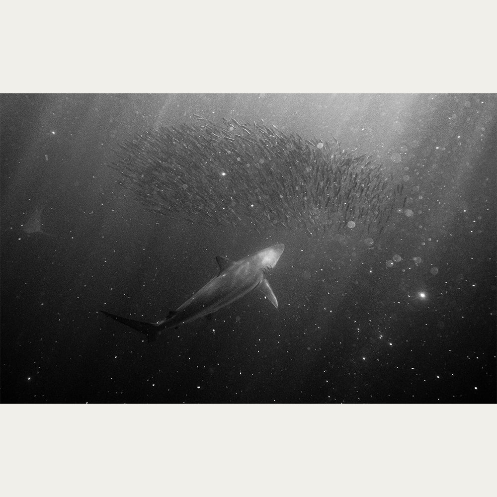 Dusky Shark underwater print