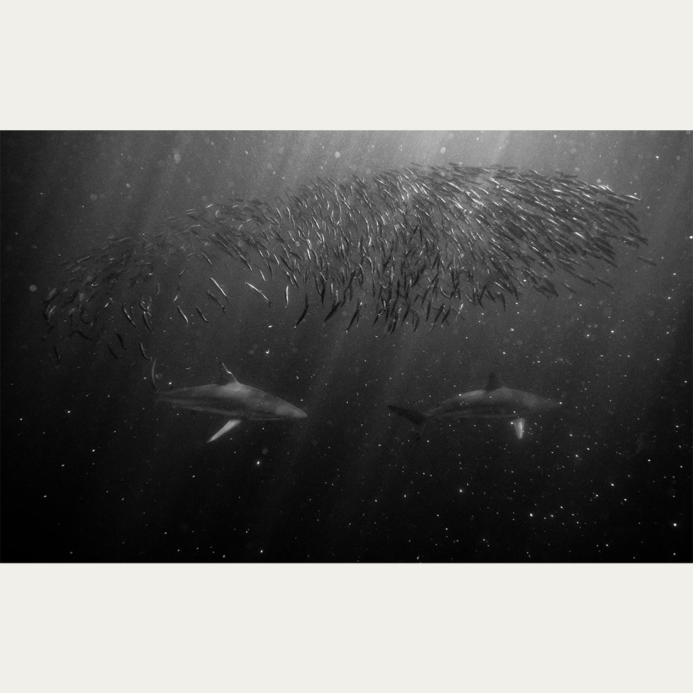 Dusky Sharks underwater print