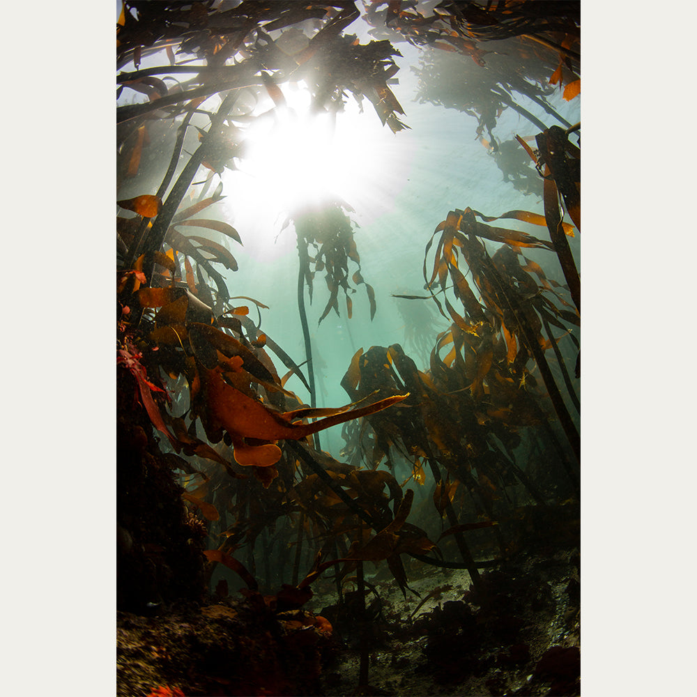 Kelp forest photography print