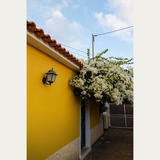 Madeira Bougainvillea photography print